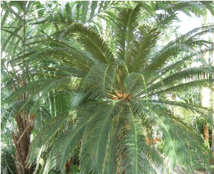 Sago Palm