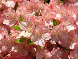 Azalea/Rhododendron