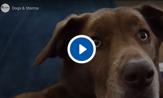 Dogs & Storms Video
