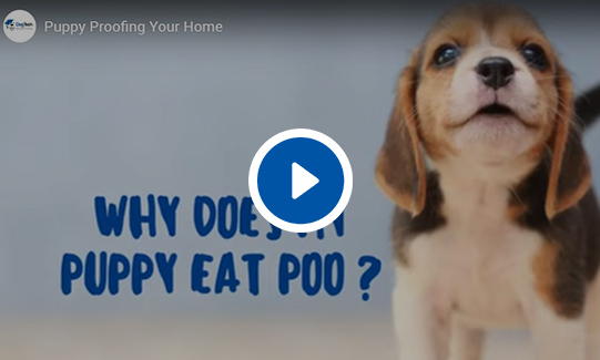 Puppy Proofing Your Home Video
