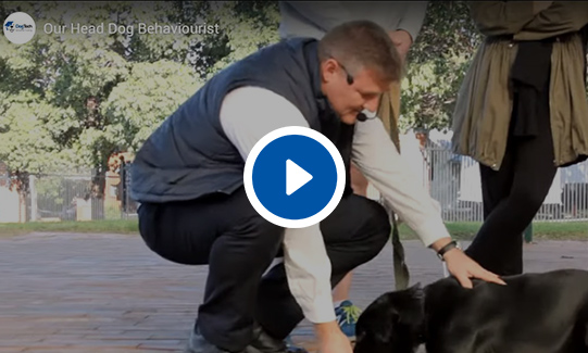Our Head Dog Behaviorist Video