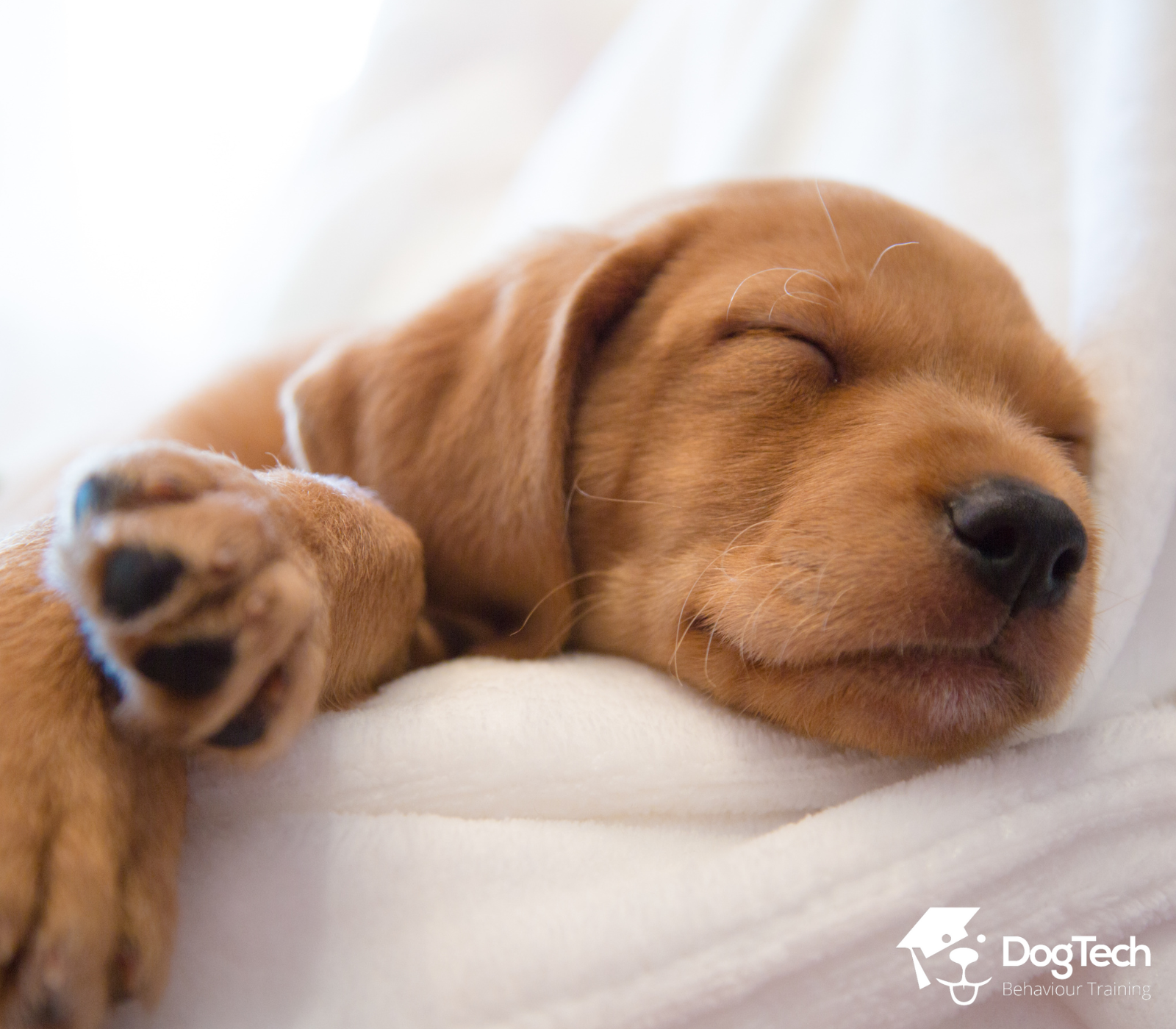 Image of a sleeping dog